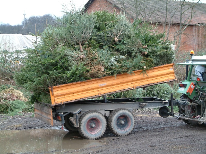 Weihnachtsb�ume 2007